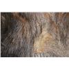 Image 4 : Double Matted Black Bear Rug- 56" Nose To Tail- 64" Across Front Legs- 50" Across Hind Legs- Spring 