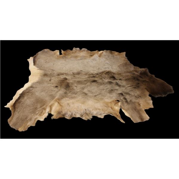 Tanned Elk Hide- 67" X 68"