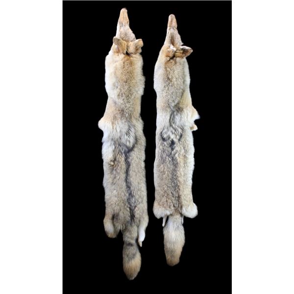 2 Tanned Coyote Hides