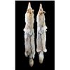 Image 1 : 2 Tanned Coyote Hides