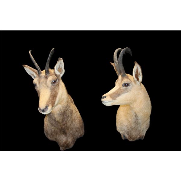 2 Shoulder Mount Chamois Goats