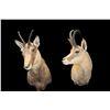 Image 1 : 2 Shoulder Mount Chamois Goats