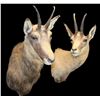 Image 2 : 2 Shoulder Mount Chamois Goats
