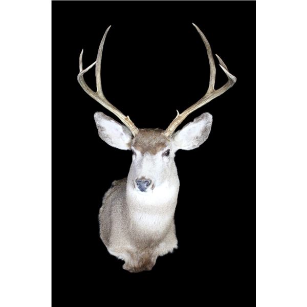 3X3 Mule Deer Shoulder Mount- 23"W