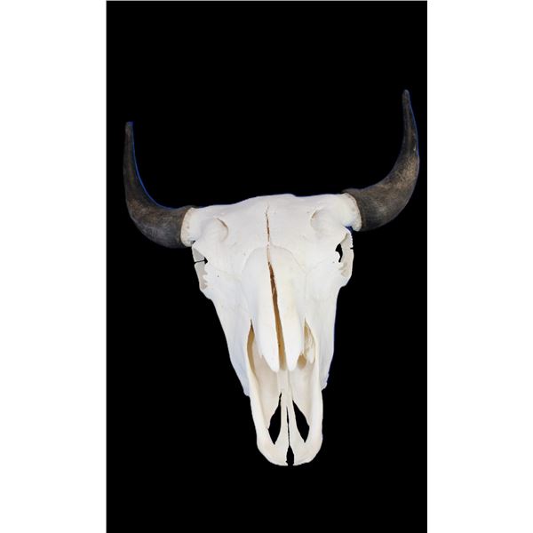 Bleached Buffalo Skull- 23.5"W