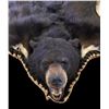 Image 2 : Double Matted Black Bear Rug- 59" Nose To Tail- 67" Across Front Legs- 51" Across Hind Legs- Hangs- 