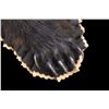 Image 3 : Double Matted Black Bear Rug- 59" Nose To Tail- 67" Across Front Legs- 51" Across Hind Legs- Hangs- 