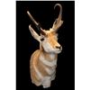 Image 1 : Antelope Shoulder Mount- 12.5" Horns