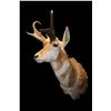 Image 2 : Antelope Shoulder Mount- 12.5" Horns