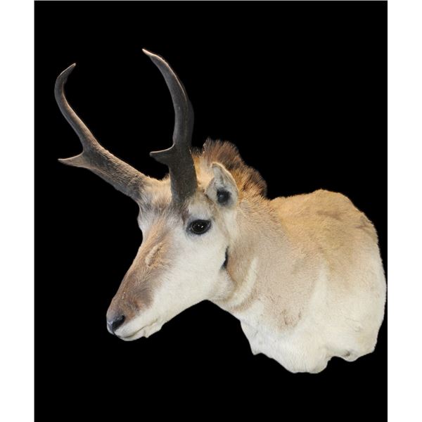 Antelope Shoulder Mount- 13" Horns