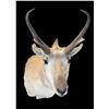 Image 2 : Antelope Shoulder Mount- 13" Horns