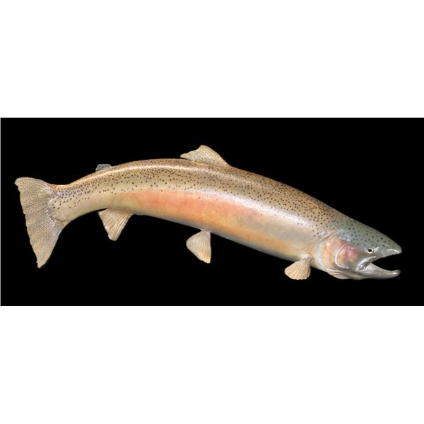 Large Steelhead Mount- 37"