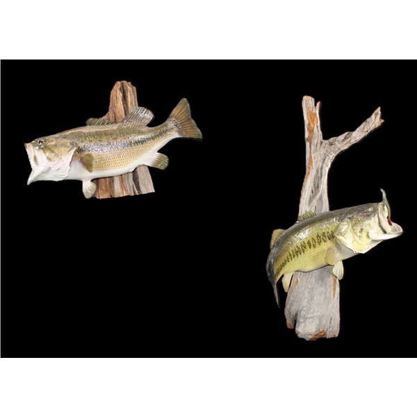 Large Mouth Bass Mount With Hook And Plastic Work On Driftwood- 18"- Large Mouth Bass Mount On Drift
