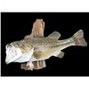 Image 2 : Large Mouth Bass Mount With Hook And Plastic Work On Driftwood- 18"- Large Mouth Bass Mount On Drift