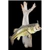 Image 3 : Large Mouth Bass Mount With Hook And Plastic Work On Driftwood- 18"- Large Mouth Bass Mount On Drift