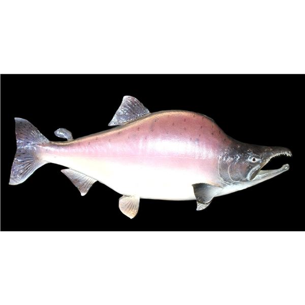 Humpy Salmon Mount- 25"