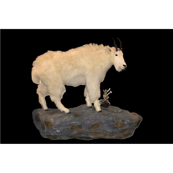 Life Size Nanny Goat Mount On Hanging Base- 50"H X 60" Base- Good Hair And Taxidermy- 9" Horns