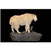 Image 1 : Life Size Nanny Goat Mount On Hanging Base- 50"H X 60" Base- Good Hair And Taxidermy- 9" Horns