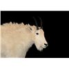 Image 3 : Life Size Nanny Goat Mount On Hanging Base- 50"H X 60" Base- Good Hair And Taxidermy- 9" Horns