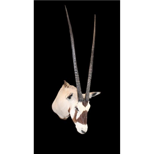 Oryx Shoulder Mount- 37.5" X 6.5" Bases- Good Taxidermy