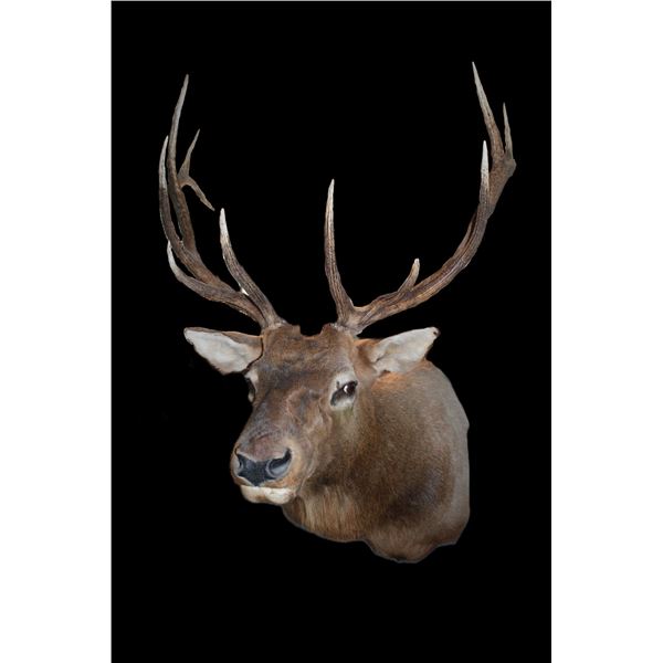 6X6 Bull Elk Shoulder Mount- 36"W- Good Taxidermy