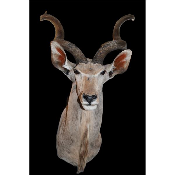 Kudu Shoulder Mount- 44" X 11" Bases- Good Taxidermy