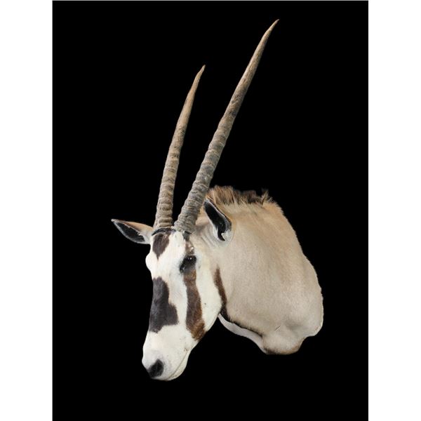 Oryx Shoulder Mount- 32" X 7.5" Bases- Good Taxidermy