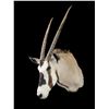 Image 1 : Oryx Shoulder Mount- 32" X 7.5" Bases- Good Taxidermy