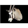 Image 2 : Oryx Shoulder Mount- 32" X 7.5" Bases- Good Taxidermy