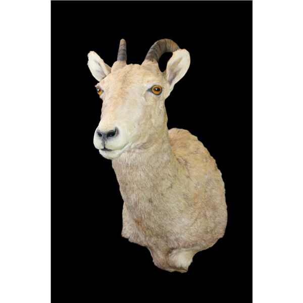 Big Horn Sheep Ewe Shoulder Mount- 9.5" Decent Taxidermy