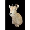 Image 1 : Big Horn Sheep Ewe Shoulder Mount- 9.5" Decent Taxidermy