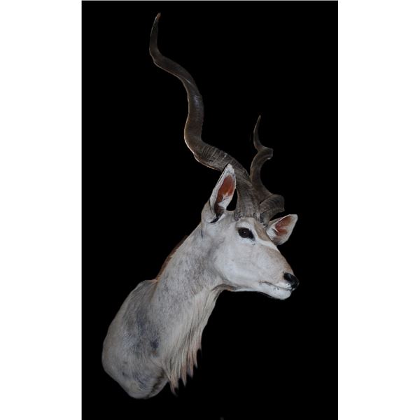 Kudu Shoulder Mount- 47" X 11" Bases- Cape Is Rough