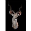 Image 2 : Kudu Shoulder Mount- 47" X 11" Bases- Cape Is Rough