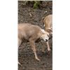 Image 2 : Self Guided Sitka Blacktail hunt in Kodiak Alaska