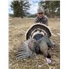 Image 1 : Wyoming Merriam's Turkey hunt