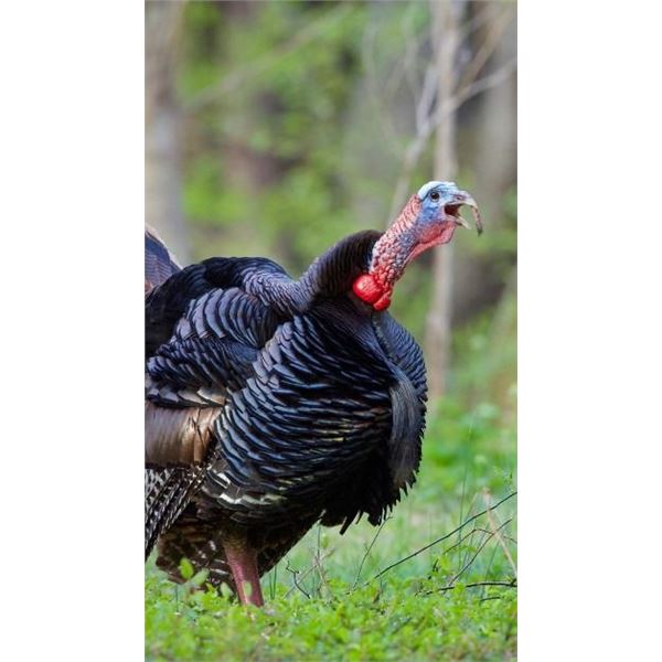 Maine eastern turkey hunt