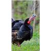 Image 1 : Maine eastern turkey hunt