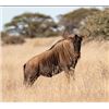 Image 3 : African Safari for 4 with White Lion safaris