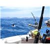 Image 2 : Los Cabos sport fishing for 2