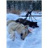Image 1 : Alberta Canada Wolf Hunt and Trapline Experience