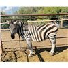 Image 1 : Zeek