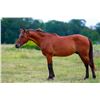 Image 1 : Prince Of Rancho Bravo