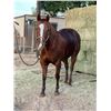 Image 1 : LCR HY BROW RUBY