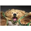 Image 3 : GRIZZLY BEAR RUG & MOUNTED BEAR SKULL.