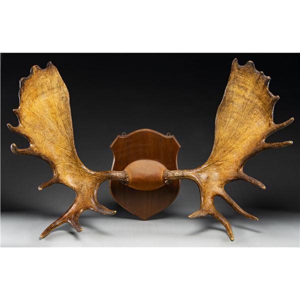 MOUNTED MOOSE ANTLER PLAQUE.