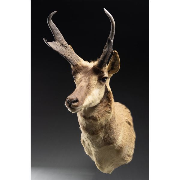 PRONGHORN ANTELOPE MOUNT.
