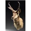 Image 1 : PRONGHORN ANTELOPE MOUNT.