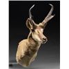 Image 2 : PRONGHORN ANTELOPE MOUNT.