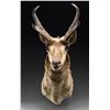 Image 3 : PRONGHORN ANTELOPE MOUNT.