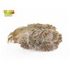 Image 1 : Vintage Chinese Brown Jade Cabbage
